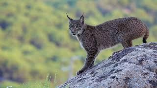 Iberian Lynx, Andujar, Spain 2023. 4K with natural sound.