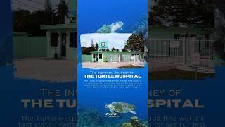 The Inspiring Journey of the Turtle Hospital in Marathon, Florida. #History #floridakeys #seaturtles