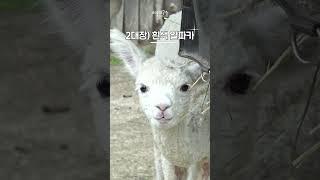서울대공원 어린이들의 최애동물은? #shorts