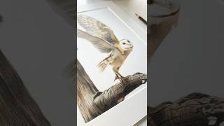 A barn owl commission I’ve just finished!  #drawing #art #wildlifeartist #colouredpencils