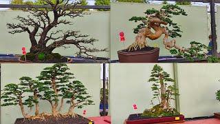 Kumpulan Bonsai Terbaik, Bonsai Sancang,Bonsai Santigi, Bonsai Anting Putri, Bonsai Serut, Kimeng