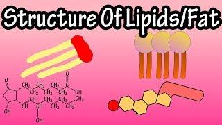 Lipids - Structure Of Lipids - Structure Of Fats - Triglycerides, Phospholipids, Prostaglandins