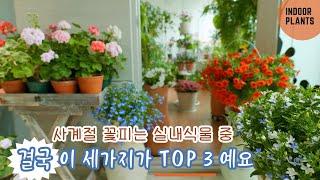 [4K]사계절 꽃피는 실내식물 중 결국 이 세 가지가 TOP 3 예요/ 예쁘고 키우는 재미도 있는 화초 소개 /이 꽃은 꼭 키워보세요