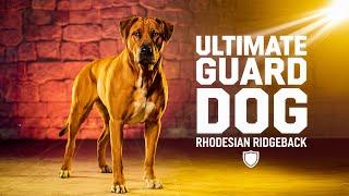 Meet the Rhodesian Ridgeback : The Ultimate Guard Dog for Protection!