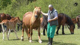 -Vukovi ponovo napali krdo konja Perice Markovića na Pljevskim podovima -