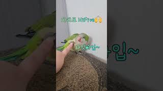 말그대로 '하이파이브' 앵무새의 화이팅🩷 #똥마리 #퀘이커마리 #parrot #cute #말하는앵무새