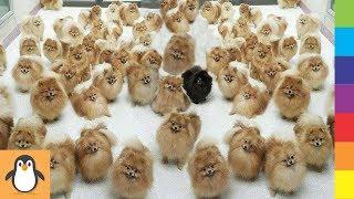 4 Pomeranian Lovers ‍ Funny and Cute Pomeranian Dogs Videos Compilation