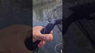 Pesca de truchas #videospesca #pescar #pescadeportiva #segofishing #blackbass #truchas