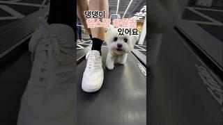 댕댕이 헬스장 회원권 있다?#헬스장강아지 #개랑운동 #런닝머신도전 #펫피트니스 #운동하는강아지 #강아지 #동물농장강아지 #puppy #애견영상 #반려견 #동물키우기 #반려동물