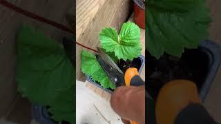 Grow unlimited strawberries #shorts #strawberry