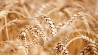 Wheat and Tares and their Significance in the Bible