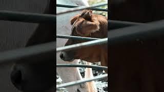 Baby's First! #pbr #rodeo #buckingbull #cowboys #bull #bullriding #ranching #ranch #vlog #livestock