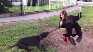 Fiona Apple with her dog at the park