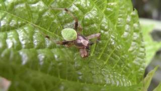  Spider on a Leaf - Order Araneae - Real Japan Monsters