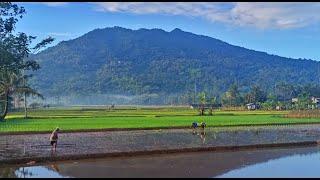 Atmosphere of Beautiful and Cool Village Natural Beauty | Central Java Rural Atmosphere