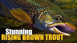 Dry Fly Fishing for 2 LARGE, RISING brown trout