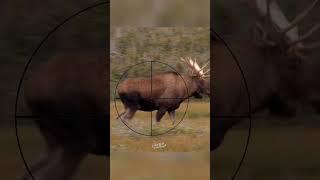 Big Moose (where to shoot) | Hunting Tips | morning shots #shorts