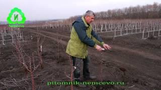 Обрезка, формирование кроны однолетнего дерева. Питомник Немцево.