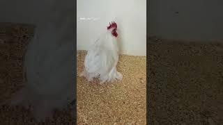 ديك كوشن أبيض قزم 