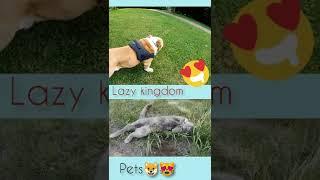 Lazy pets #short #pets