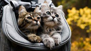 The #1 Cat Backpack in the World: The Fat Cat Backpack by Travel Cat - Explore with Your Cat