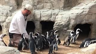 Feeding the Penguins at the Denver Zoo