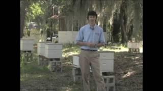 Small Hive Beetles in Honey Bee Colonies