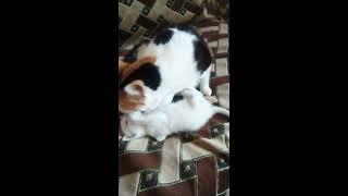 Кошки у Устюши Марфа и Пушок. #Кошки#Котята#Домашние_животные