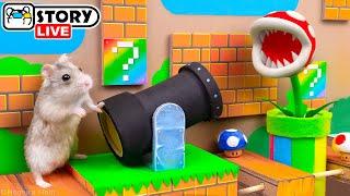 The World's Largest Hamster Super Mario Maze  Homura Ham Pets