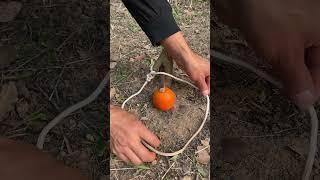Trap in the Forest! #survival #outdoors #bushcraft