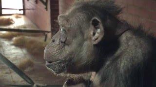 Improving the wellbeing and conservation value of captive great apes