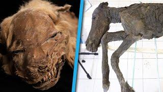 5 Strange Prehistoric Creatures Found Frozen In Ice