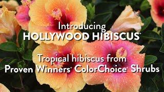 Introducing Hollywood Hibiscus 