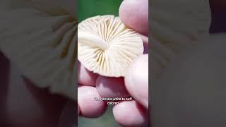 This edible mushroom might be growing in your lawn!