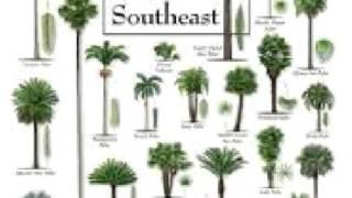 Palm Tree care, Tips , facts, deficiencies, history