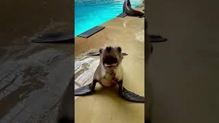 California Sea Lion Vocals