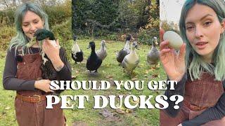 Keeping DUCKS in Your Garden - Everything You Need to Know