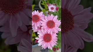 Unique Flowers Farming!!#youtubeshorts #satisfying #shorts