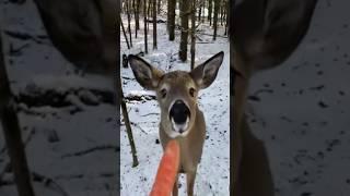 cute animals #11 : deer🩷 #funnyanimal   #funnydeer