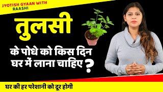 तुलसी के पौधे को किस दिन घर में लाना चाहिए ? Tulsi Ka Paudha