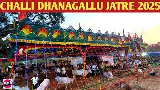 C Halli DHANAGALLU Jatre 2025 | Hallikar  Cattle Fair 2025