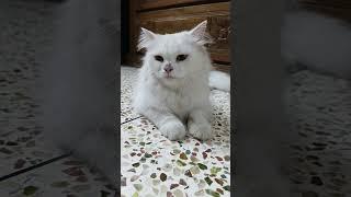 Cute Cat Videos | Cat Queen Elisha - 6 | #cat #cutecat