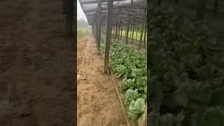 Epic Lettuce Cultivation|Trinidad