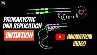 Prokaryotic DNA replication || Initiation