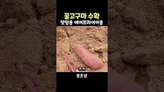 꿀고구마 맛탕용 에어프라이어용