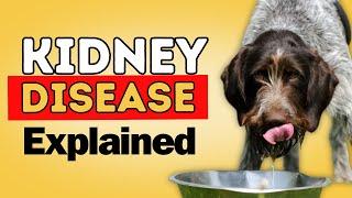 Kidney Disease in Dogs and Cats: Signs and Natural Solutions