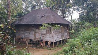 EKSPLOR KAMPUNG AEK MATIO‼️KEHIDUPAN WARGA PEDALAMAN HUTAN YANG SELARAS DENGAN ALAM