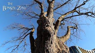 Trees in the City, The Bonsai Zone, Nov 2024