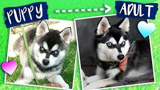 What does an Alaskan Klee Kai look like full grown?