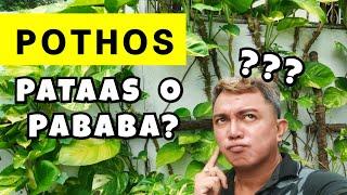 SIMPLE GARDEN TIPS FOR POTHOS | ANO ANG MAS MAGANDA...PATAAS OR PABABA ?